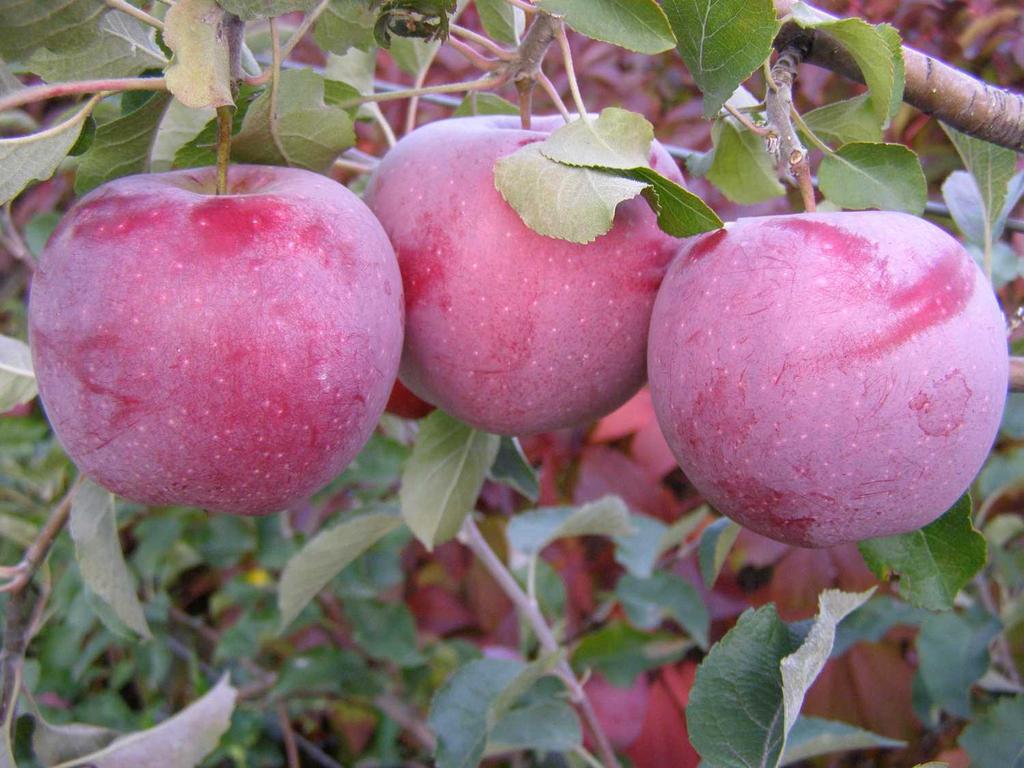 Яблоня "Флорина"