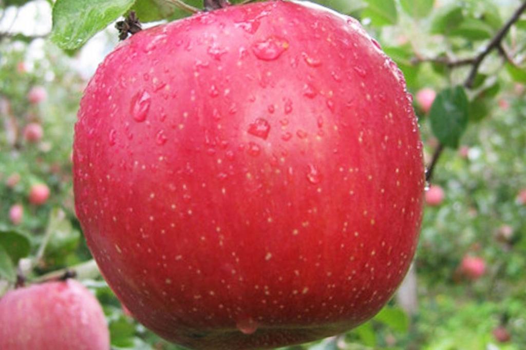 Яблоня "Фуджи куки 8"