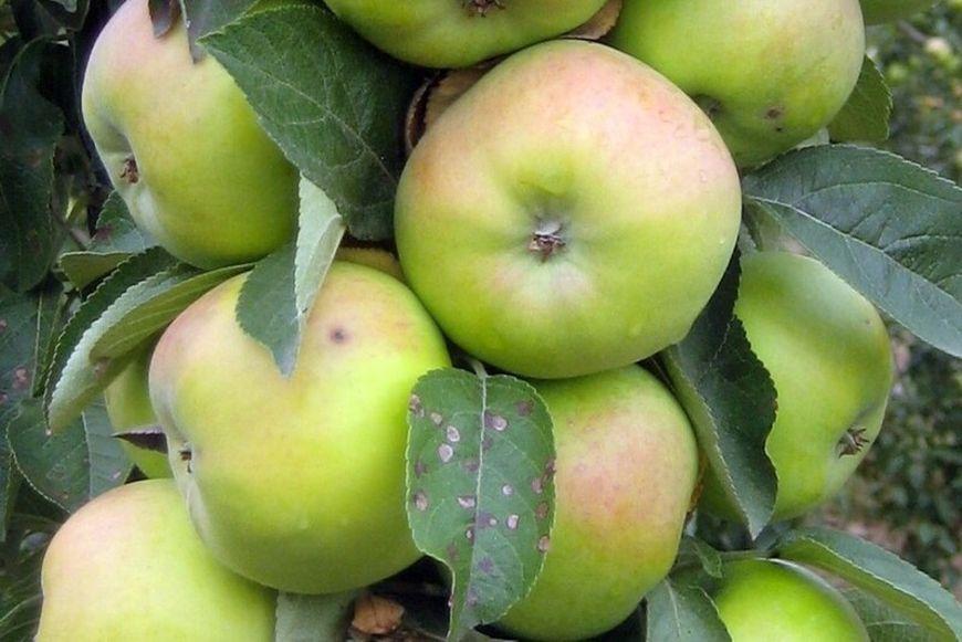 Яблоня "Президент" (колоновидная)