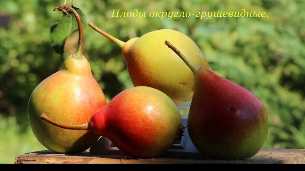 Груша "Россошанская"