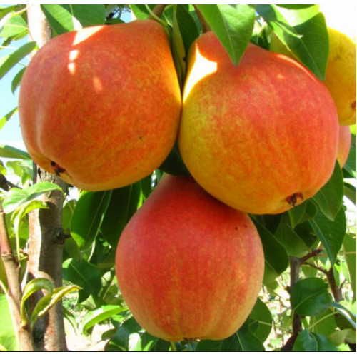 Груша "Любимица клаппа"