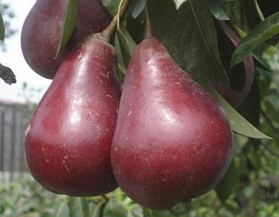 Груша "Старкримсон"