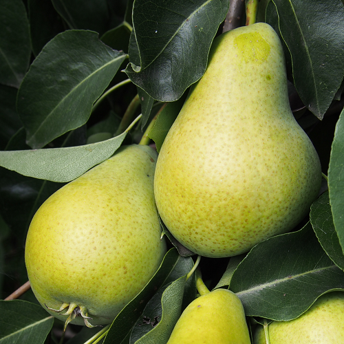 Груша "Бере Мария"