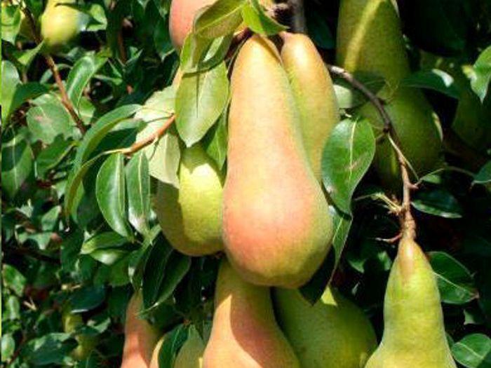 Груша "Дево"