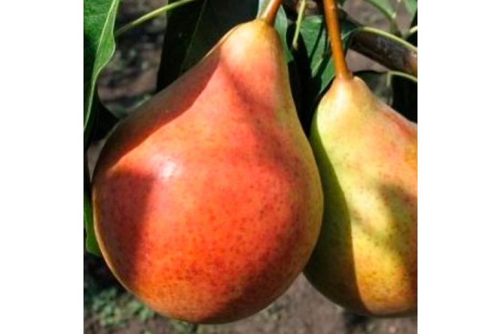 Груша "Бере Клержо"