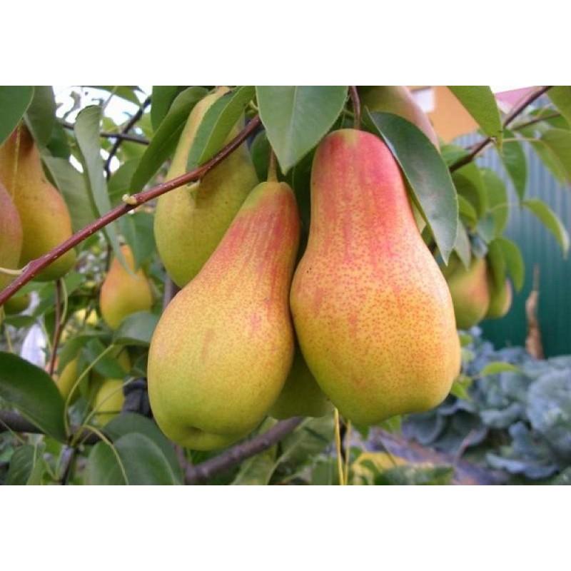 Груша "Талгарская красавица"