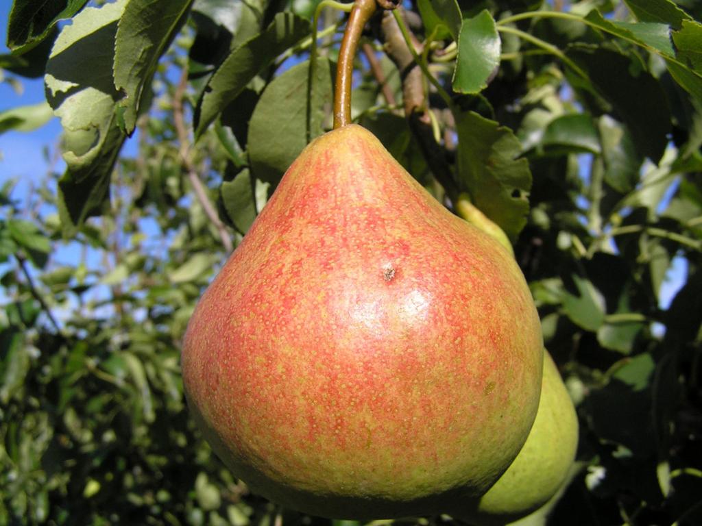 Груша "Памяти Яковлева"