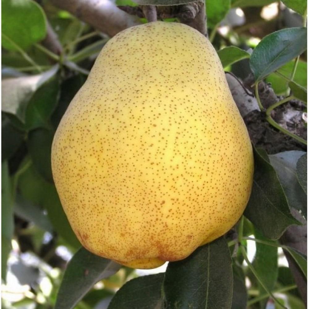 Груша "Киффер"