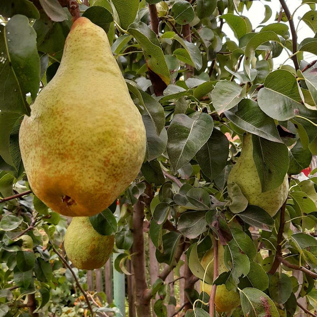 Груша "Генерал ле Клер"