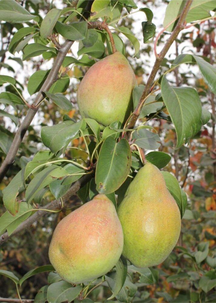 Груша "Чудесница"