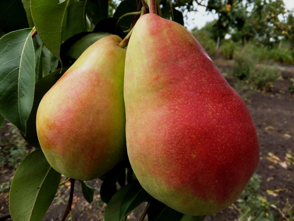 Груша "Парижанка"