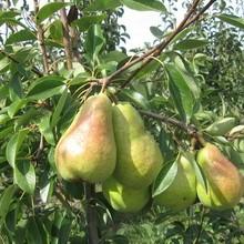 Груша "Млиевская Зимняя"