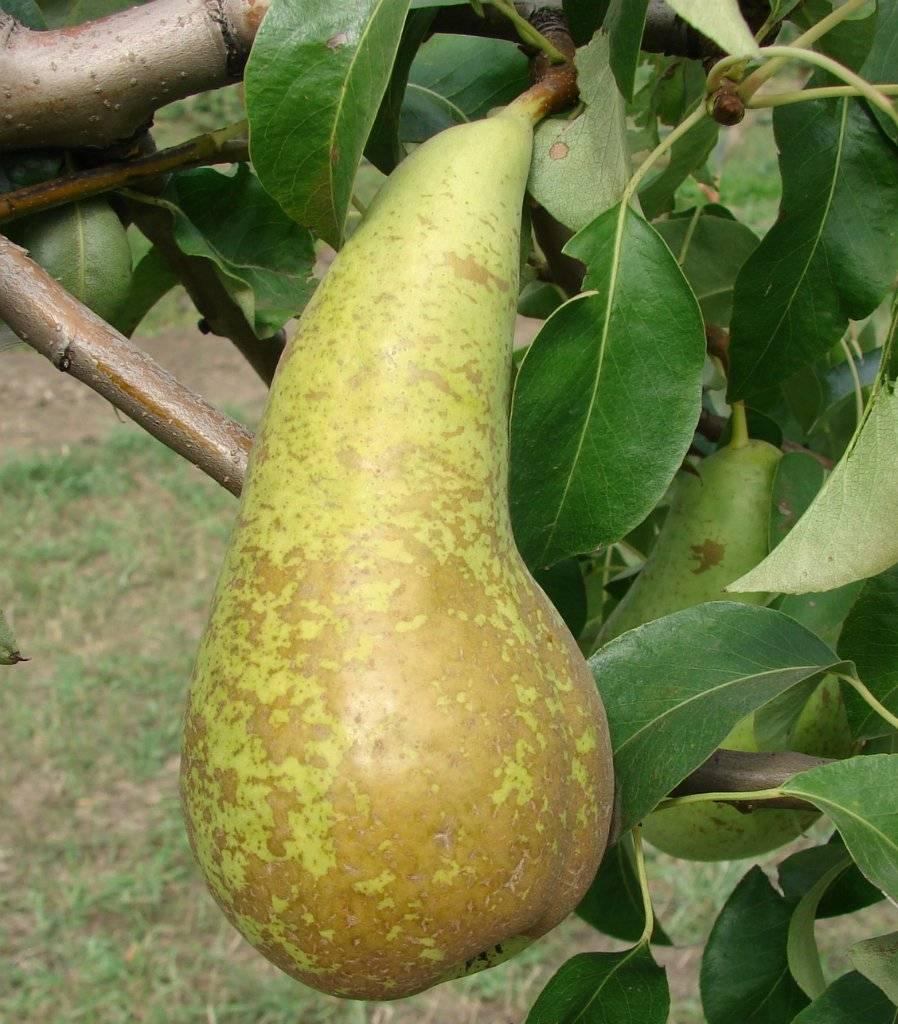 Груша "Конференция"