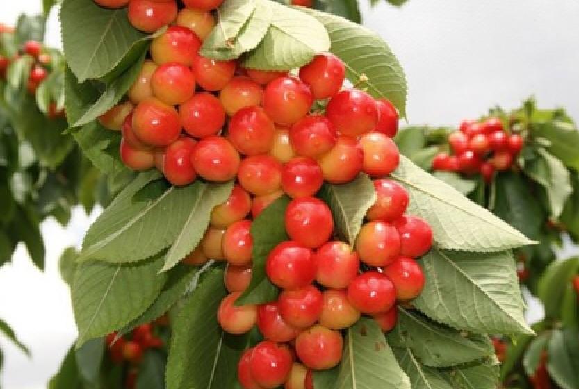 Черешня "Франц Иосиф"