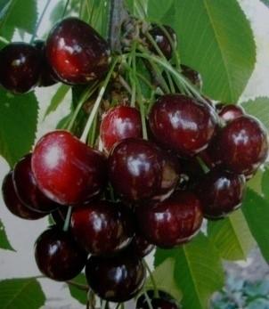 Черешня "Родина"