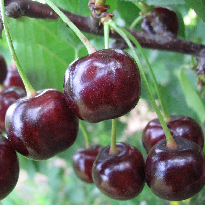 Черешня "Сказка"