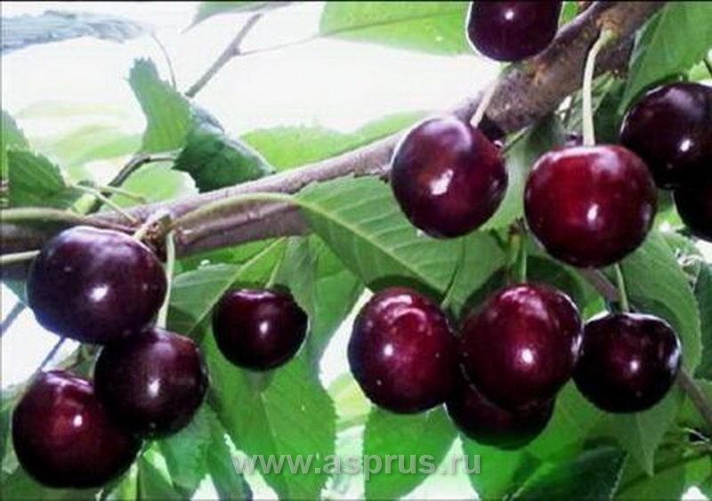 Черешня "Спутник"