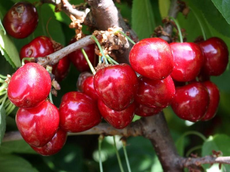 Черешня "Ван"