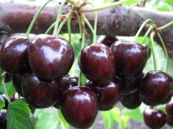 Черешня "Успех"