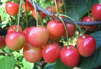 Черешня "Жемчужина поволжья"