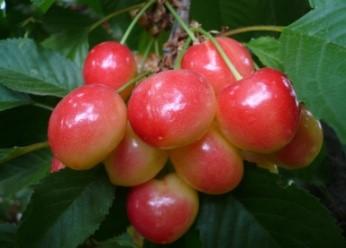 Черешня "Юлия"