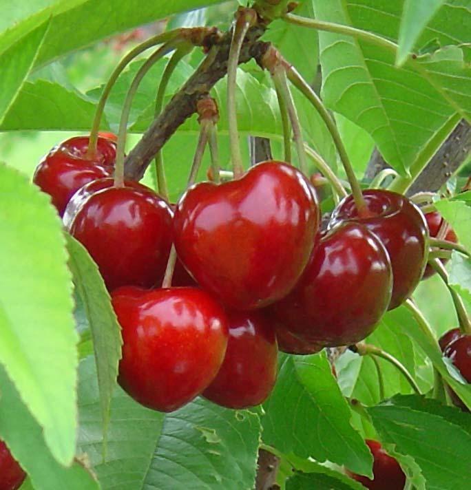 Черешня "Саммит"