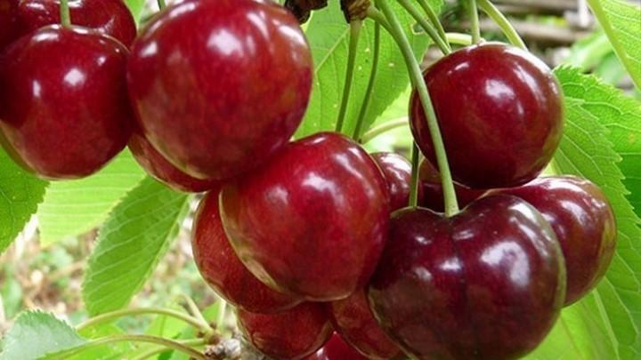 Черешня "Лапинс"