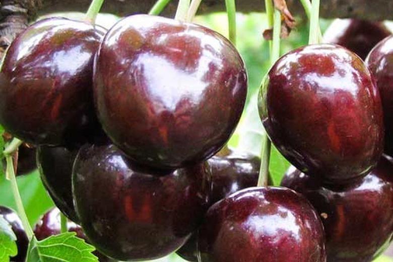 Черешня "Французская черная"