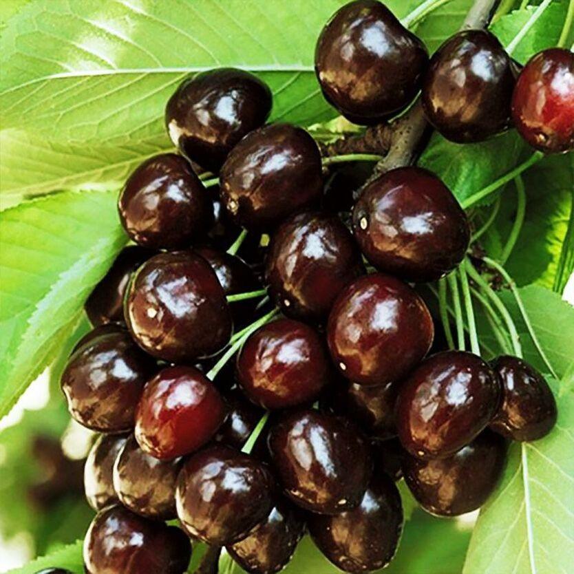 Черешня "Кордия"