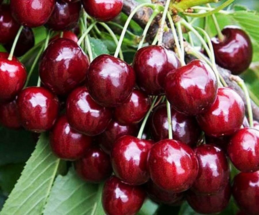 Черешня "Регина"