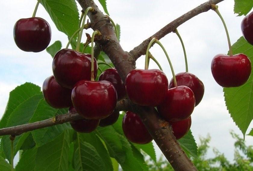 Черешня "Тютчевка"