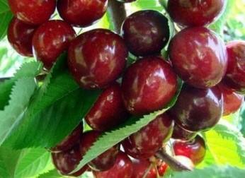 Вишня "Чудо-вишня" ДЮК