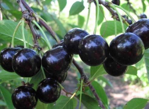 Вишня "Балатон"