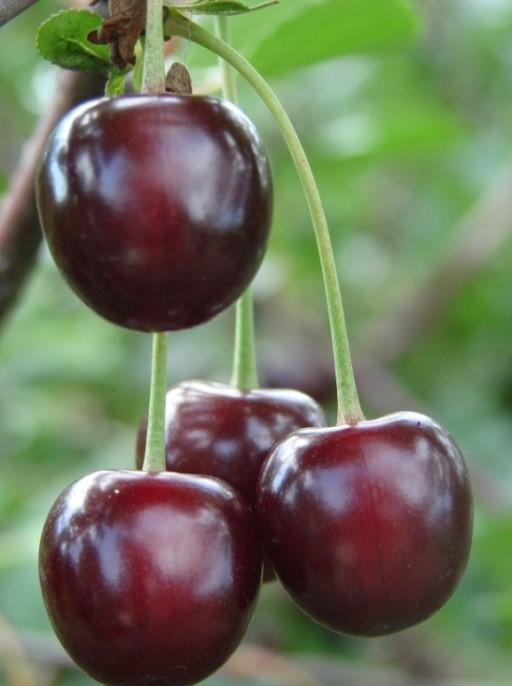 Вишня "Тамарис"