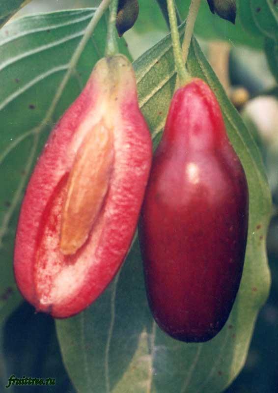 Кизил "Экзотический"