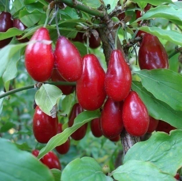 Кизил "Светлячок"