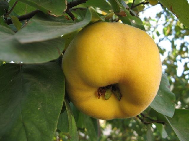 Айва "Аврора"