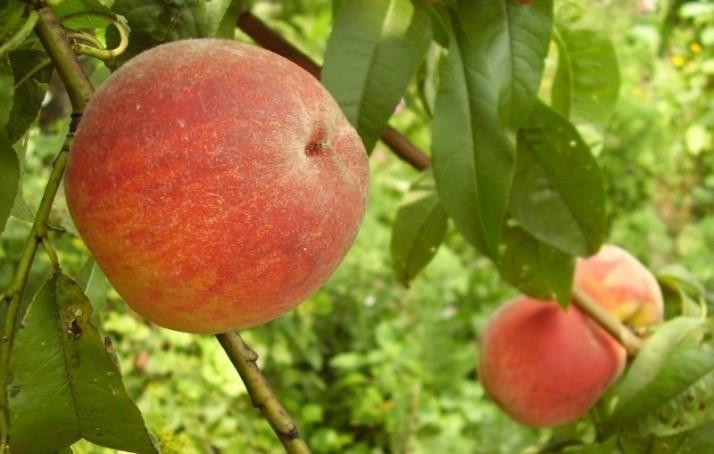 Персик "Лайка"