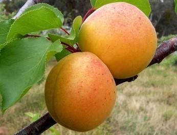 Абрикос "Королевский"