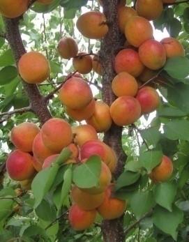 Абрикос "Северный триумф"