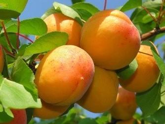 Абрикос "Внук Краснощёкого"