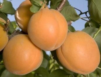 Абрикос "Манитоба"