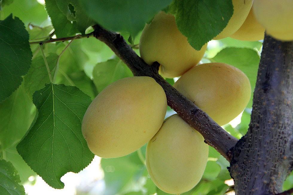 Абрикос "Кайсу"