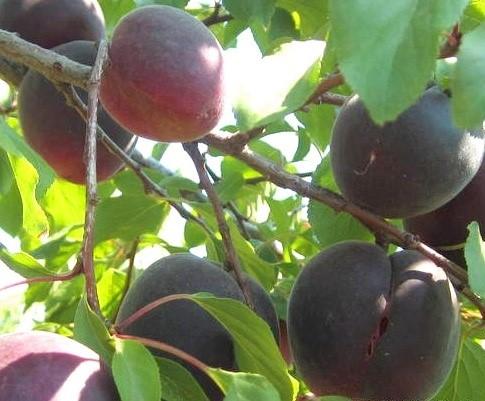 Абрикос "Черный принц"