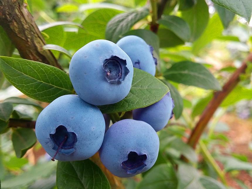 Голубика "Бонус"