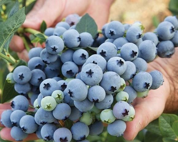 Голубика "Спартан"