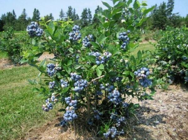 Голубика "Норд кантри"