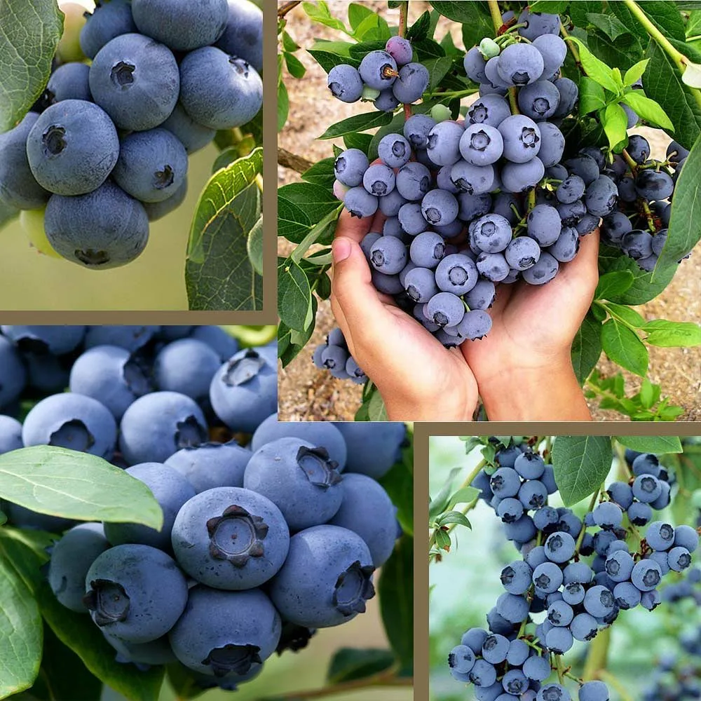 Голубика "Блю кроп"