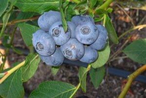 Голубика "Патриот"