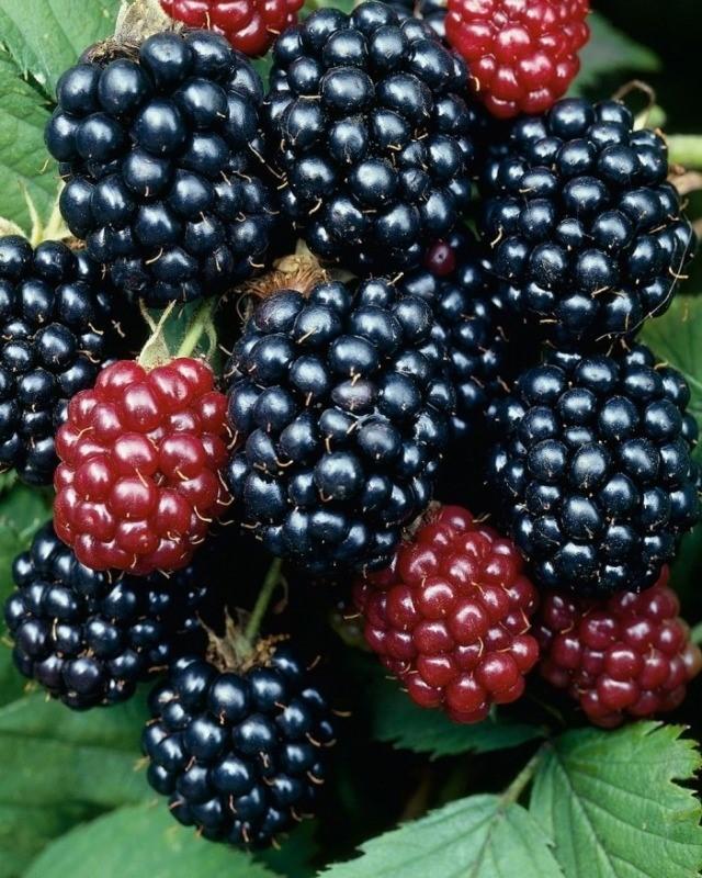 Ежевика "Торнфри" (бесшипая)